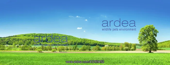 : Panorama, cultural landscape in spring, green fields : Panorama, cultural landscape in spring, green fields