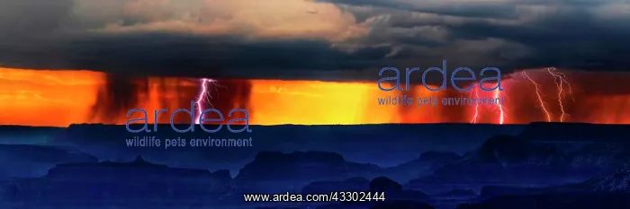 : Panorama, Dark thunderclouds with lightning over : Panorama, Dark thunderclouds with lightning over