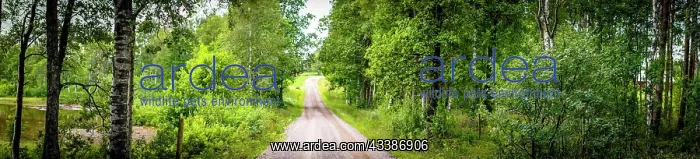 : Panorama of a dirt road in a green forest in the : Panorama of a dirt road in a green forest in the