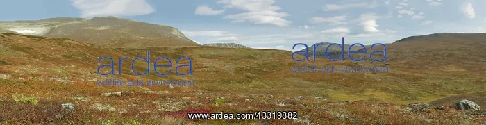 : Panorama of Dovrefjell in the fall : Panorama of Dovrefjell in the fall