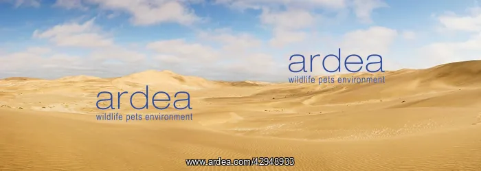 : Panorama of the Dune Sea - Dune Fields : Panorama of the Dune Sea - Dune Fields