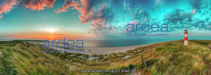 : Panorama at the elbow with sunset and lighthouse : Panorama at the elbow with sunset and lighthouse