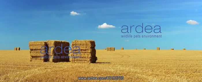 : Panorama, Endless stubble field with bales of straw : Panorama, Endless stubble field with bales of straw
