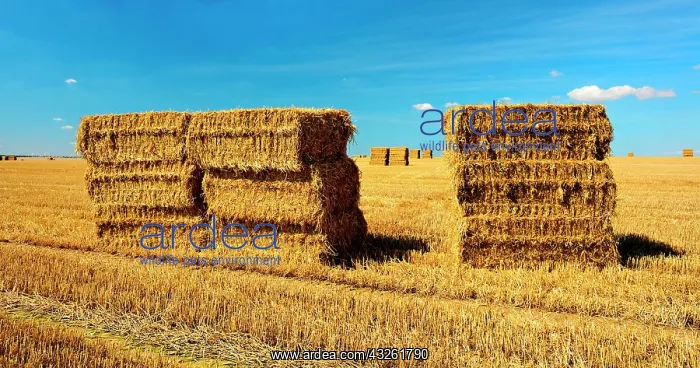 : Panorama, Endless stubble field with straw bales : Panorama, Endless stubble field with straw bales