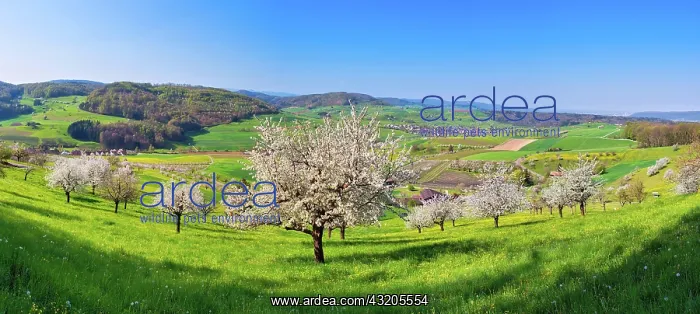 : Panorama, flowering cherry trees (Prunus), Magden : Panorama, flowering cherry trees (Prunus), Magden