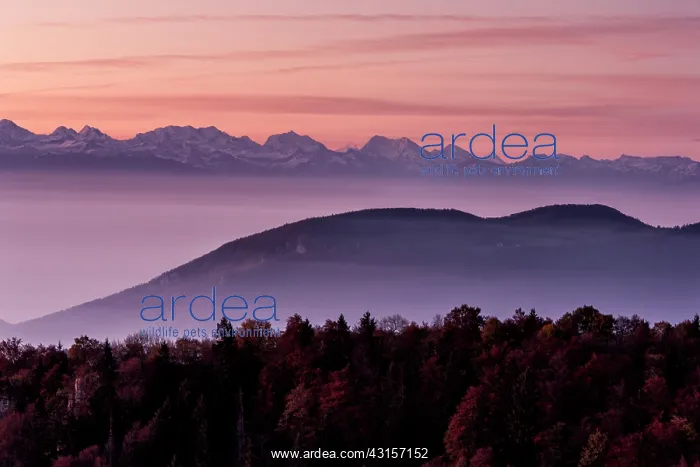 : Panorama of foggy Swiss alps after sunset : Panorama of foggy Swiss alps after sunset