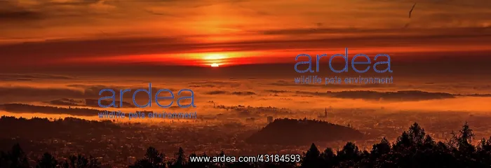 : Panorama of Graz city covered in fog on autumn morning : Panorama of Graz city covered in fog on autumn morning