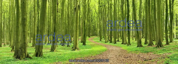  : Panorama, hiking trail through natural hall-like