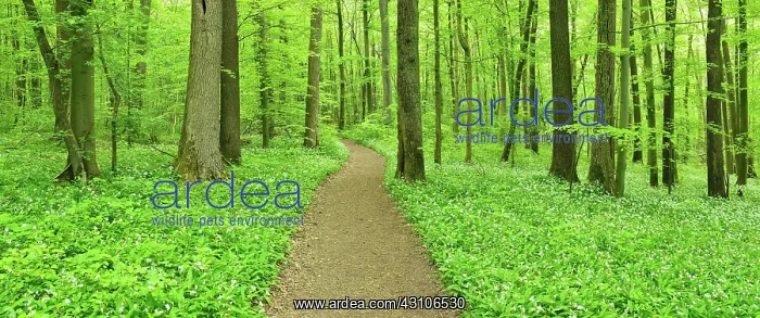 : Panorama, hiking trail through near-natural beech : Panorama, hiking trail through near-natural beech