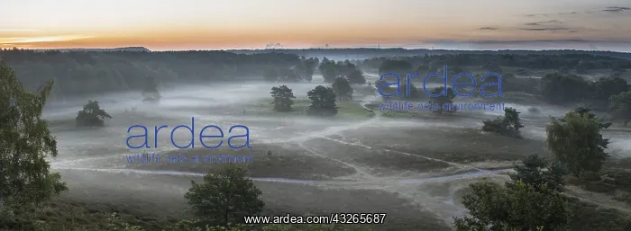: Panorama image of a misty heathland at sunrise : Panorama image of a misty heathland at sunrise