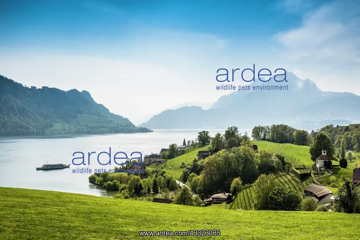 : Panorama with lake and mountains, Eggisbuhl Chapel : Panorama with lake and mountains, Eggisbuhl Chapel