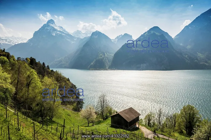 : Panorama with lake and mountains, Sisikon, Lake : Panorama with lake and mountains, Sisikon, Lake