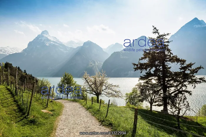 : Panorama with lake and mountains, Sisikon, Lake : Panorama with lake and mountains, Sisikon, Lake