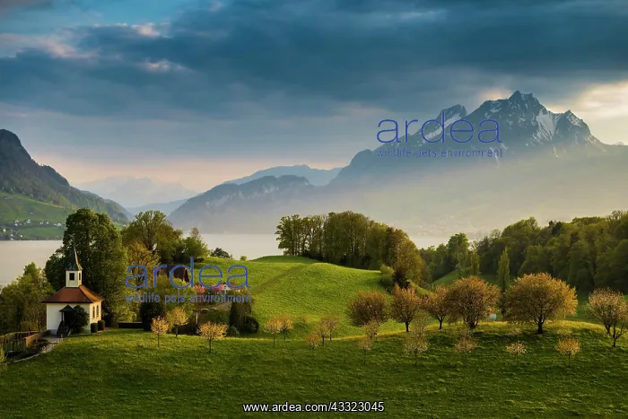 : Panorama with lake and mountains, sunset, Eggisbuhl : Panorama with lake and mountains, sunset, Eggisbuhl
