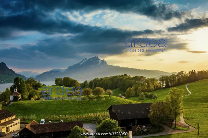 : Panorama with lake and mountains, sunset, Eggisbuhl : Panorama with lake and mountains, sunset, Eggisbuhl