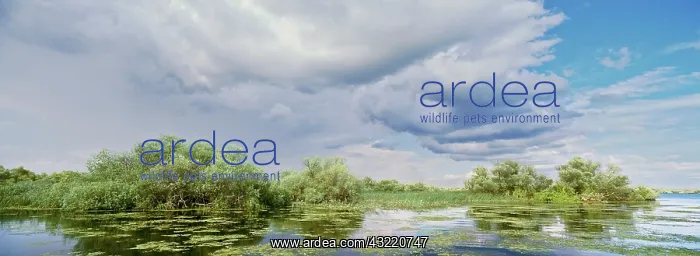 : Panorama of lakes and channels in the Danube : Panorama of lakes and channels in the Danube