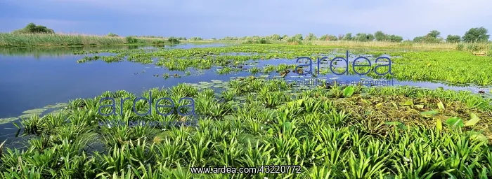 : Panorama of lakes and channels in the Danube : Panorama of lakes and channels in the Danube