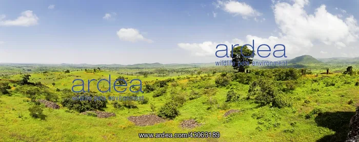: Panorama Landscape between Gonder and Lake : Panorama Landscape between Gonder and Lake