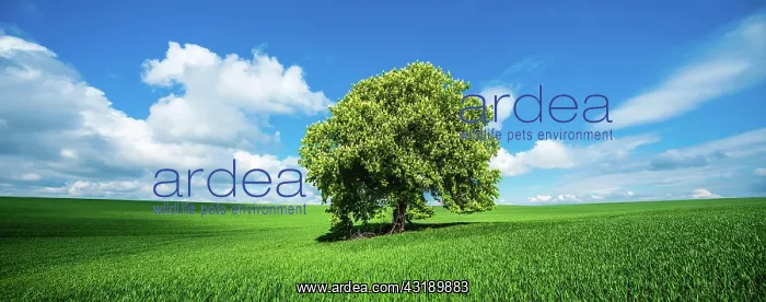 : Panorama, Large solitary horse chestnut (Aesculus) : Panorama, Large solitary horse chestnut (Aesculus)