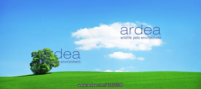: Panorama, Large solitary linden tree (Tilia) on : Panorama, Large solitary linden tree (Tilia) on