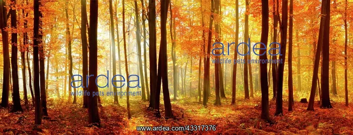 : Panorama, light-flooded high forest with beeches : Panorama, light-flooded high forest with beeches