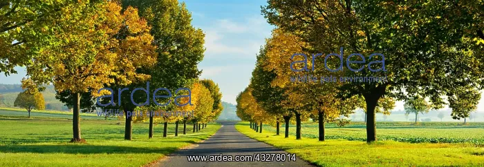 : Panorama, lime tree avenue with autumn colouring : Panorama, lime tree avenue with autumn colouring