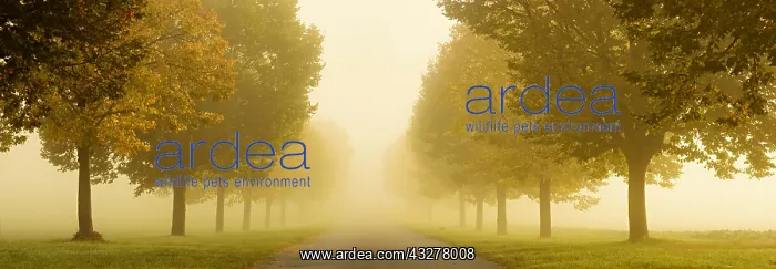  : Panorama, lime tree avenue, foggy country road in
