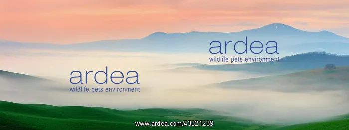 : Panorama, morning atmosphere in Tuscany, hilly landscape : Panorama, morning atmosphere in Tuscany, hilly landscape