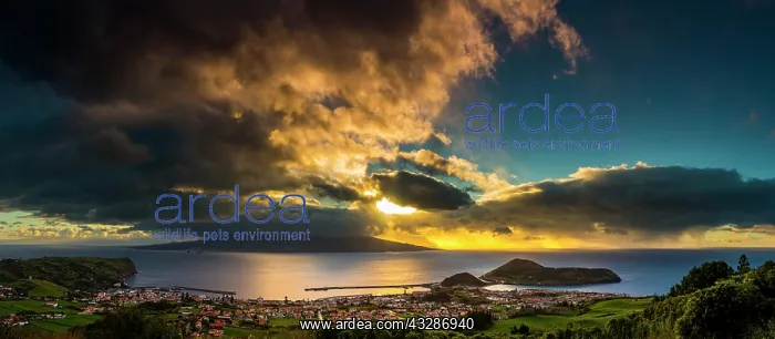 : Panorama, Mount Pico with Horta seaport in clouds : Panorama, Mount Pico with Horta seaport in clouds