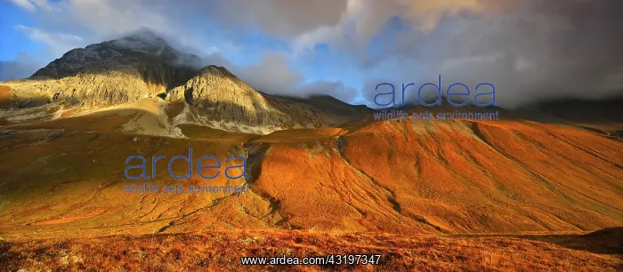 : Panorama, Mountain landscape, morning light, dramatic : Panorama, Mountain landscape, morning light, dramatic