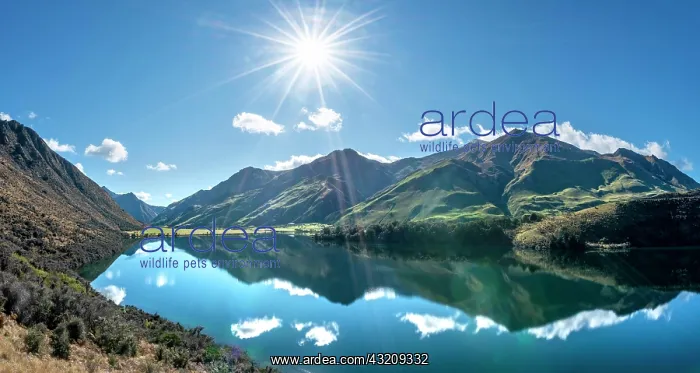  : Panorama, mountains reflected in a lake, Moke Lake