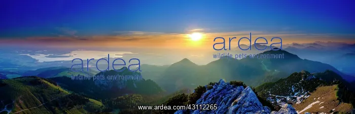 : Panorama photo, Alpine panorama at sunrise from : Panorama photo, Alpine panorama at sunrise from