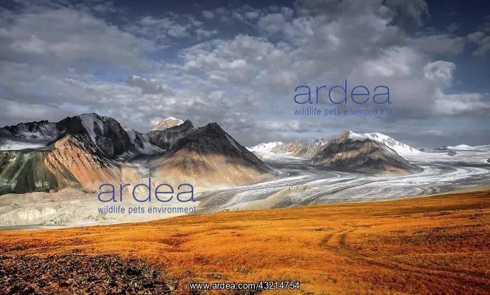 : Panorama, Potanin Glacier in the Altai Mountains : Panorama, Potanin Glacier in the Altai Mountains