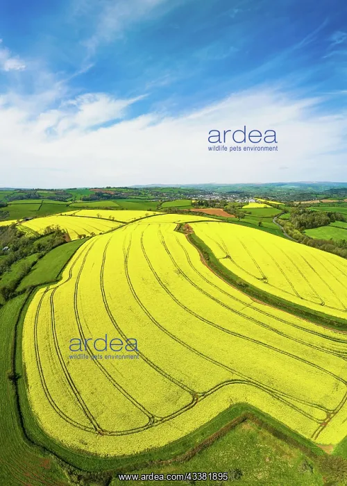 : Panorama of Rapeseed fields and farms from a drone : Panorama of Rapeseed fields and farms from a drone