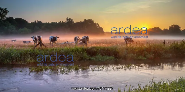 : Panorama of River the Dinkel in Twente on an early summer morning with haze over countryside with cows : Panorama of River the Dinkel in Twente on an early summer morning with haze over countryside with cows