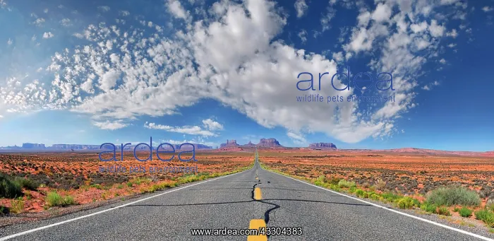 : Panorama, road to Monument Valley, Mexican Hat : Panorama, road to Monument Valley, Mexican Hat