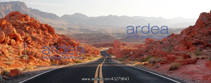: Panorama with a road through the Valley of Fire : Panorama with a road through the Valley of Fire
