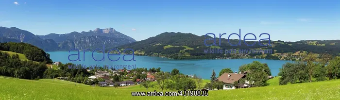: Panorama, Seefeld am Attersee with Schafberg, Salzkammergut : Panorama, Seefeld am Attersee with Schafberg, Salzkammergut