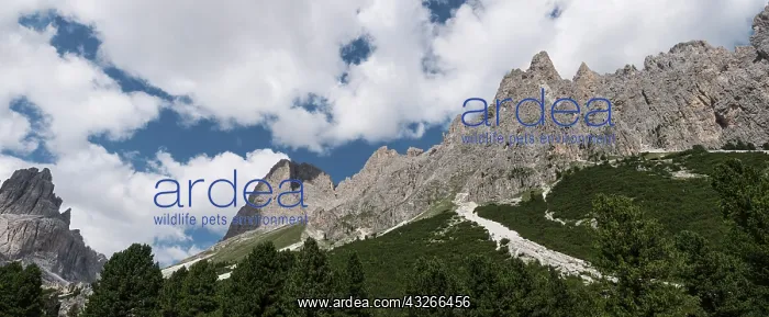 : Panorama shot from Gardeccia hut, Pera di Fassa : Panorama shot from Gardeccia hut, Pera di Fassa