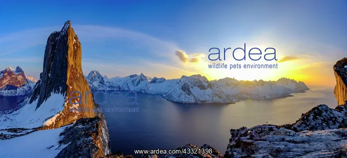 : Panorama shot at sunset, Steep mountain Segla, Fjord : Panorama shot at sunset, Steep mountain Segla, Fjord