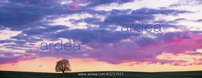 : Panorama, solitary tree in field at sunset, horse : Panorama, solitary tree in field at sunset, horse