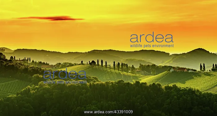 : Panorama of South Styria Vineyards landscape in : Panorama of South Styria Vineyards landscape in