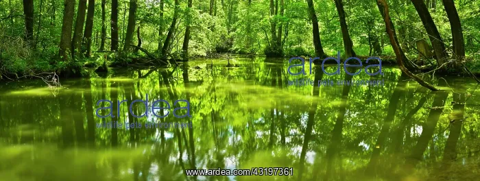 : Panorama, streambed of Schlaube with alder quarry : Panorama, streambed of Schlaube with alder quarry