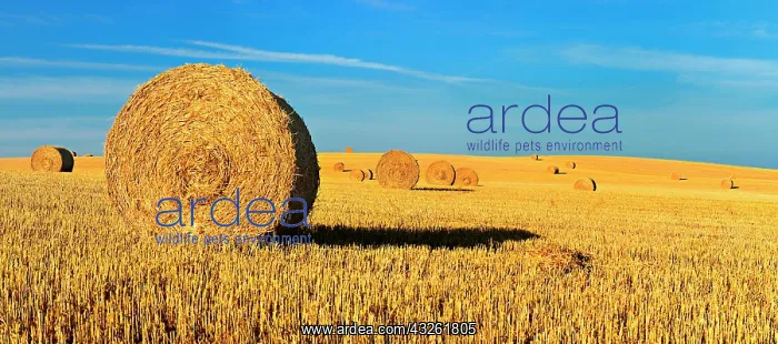 : Panorama, stubble field with round straw bales : Panorama, stubble field with round straw bales