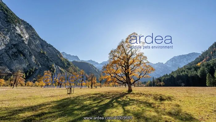 : Panorama, sun star, Karwendel, Groier Ahornboden : Panorama, sun star, Karwendel, Groier Ahornboden