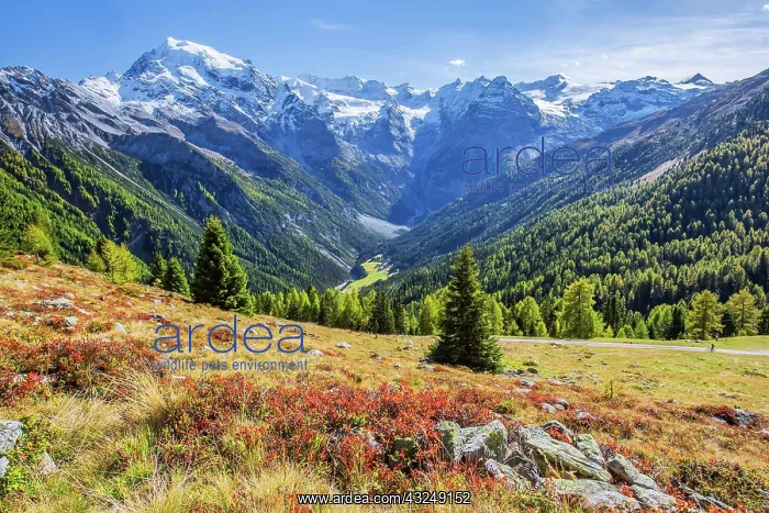 : Panorama of the valley with Ortler 3905m and Trafoier : Panorama of the valley with Ortler 3905m and Trafoier
