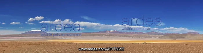 : Panorama of a vast desert plain with a majestic mountain panorama under a clear sky : Panorama of a vast desert plain with a majestic mountain panorama under a clear sky
