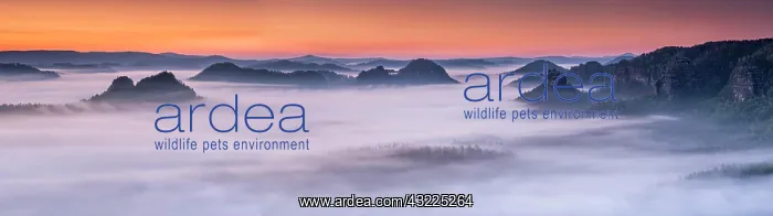 : Panorama, view from Kleiner Winterberg at dawn : Panorama, view from Kleiner Winterberg at dawn