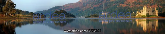 : Panorama view across Loch Awe with Kilchurn Castle - July : Panorama view across Loch Awe with Kilchurn Castle - July
