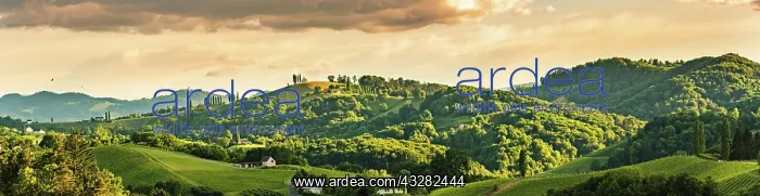 : Panorama, vineyards in the wine route region of : Panorama, vineyards in the wine route region of